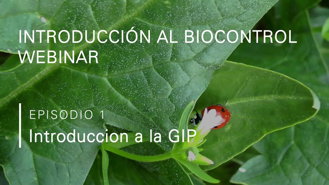 Miniatura de YouTube